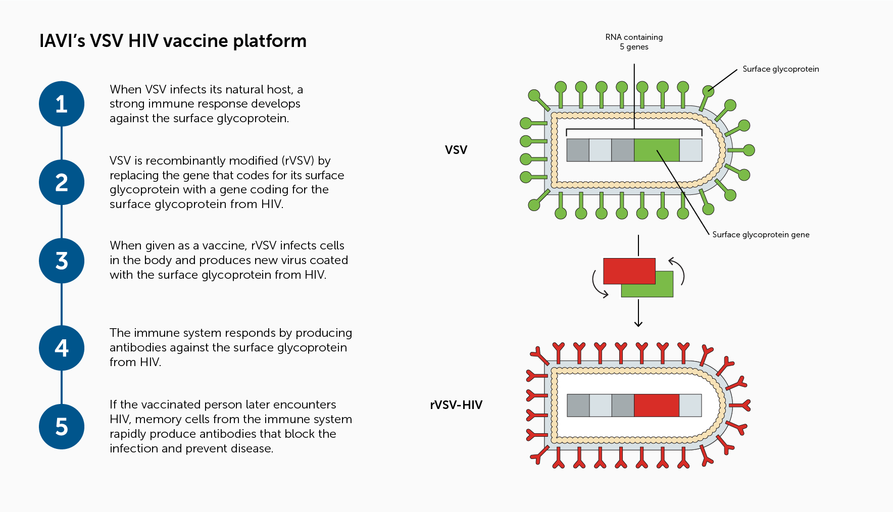 HIV Vaccines - IAVI